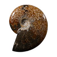 Polished Fossil Cleoniceras Ammonite