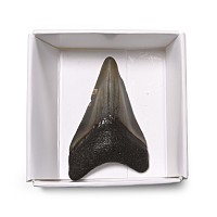 Fossil Megalodon Extinct Giant Shark's Tooth