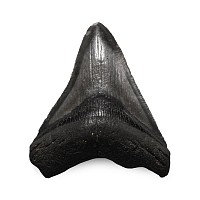 Fossil Megalodon Extinct Giant Shark's Tooth