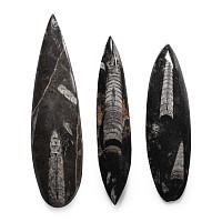 Polished Fossil Orthoceras Group