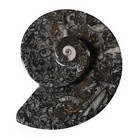Polished Fossil Goniatite Dish