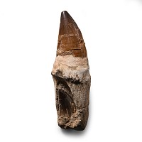 Fossil Mosasaur  'Marine Dinosaur' Tooth with Root