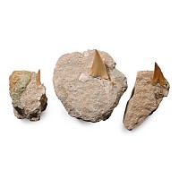 Three Fossil Otodus Fossil Shark's Teeth on Rock