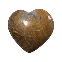 Polished Fossil Coral Head Heart