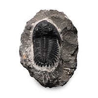 Fossil Hollardops Trilobite on Matrix
