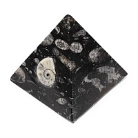 Polished Fossil Goniatite and Orthoceras Pyramid Paper Weight