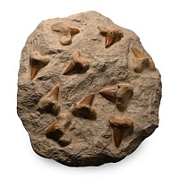 Fossil Otodus Shark Teeth on Composite Rock Display
