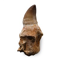 Fossil Mosasaur 'Marine Dinosaur' Tooth with Root