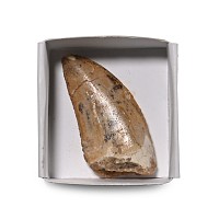 Fossil African 'T-Rex' Tooth