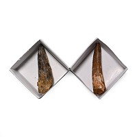 Fossil Spinosaurus Tooth Group