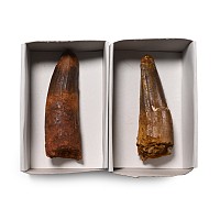 Fossil Spinosaurus Tooth Group