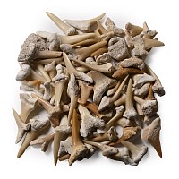 Group of Fossil Sand Shark Teeth