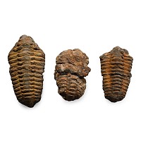 Fossil Flexicalymene Trilobite Group