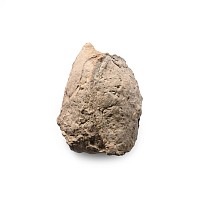 North American Fossil Tyrannosaurus Rex Dinosaur Coprolite