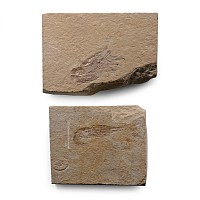 Fossil Shrimp in Matrix Group
