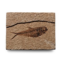 Knightia Fossil Fish in Matrix