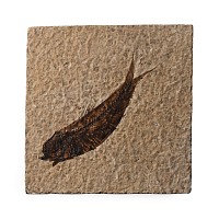 Knightia Fossil Fish in Matrix