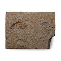 Fossil Double Shrimp in Matrix