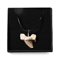 Fossil Otodus Shark's Tooth Necklace