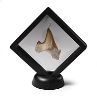 Fossil Otodus Shark's Tooth in Display
