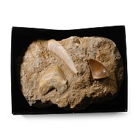Mosasaur 'Marine Dinosaur' and Shark's Teeth on Matrix