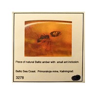Polished Amber with Ant