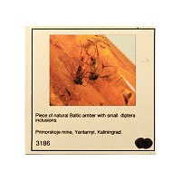 Polished Amber with Insects