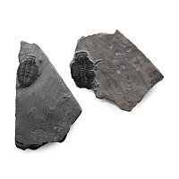 Fossil Elrathia Trilobite Group