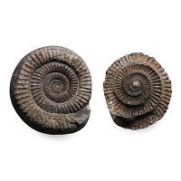 Whitby Dactylioceras Fossil Ammonite Nodule