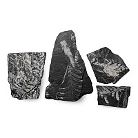 Fossil Alethopteris Fern on Matrix