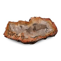 Polished Fossil Tree Slice