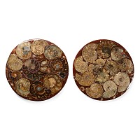 Polished Fossil Cleoniceras Ammonite Group