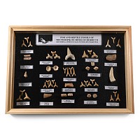 Fossil Shark's Tooth Display Case