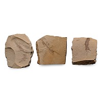 Fossil Metasequoia Fern Group