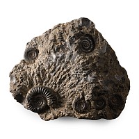 Fossil Ammonite Cluster