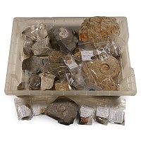 Collection of British Found Fossils