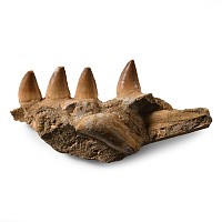 Mosasaur 'Marine Dinosaur' Composite Fossil Jaw Fragment