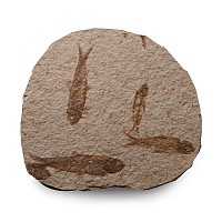 Multiple Knightia Fossil Fish in Matrix