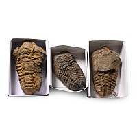 Fossil Flexicalymene Trilobite Group