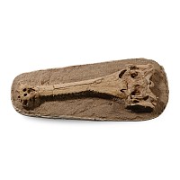 Fossil Extinct Crocodile Skull