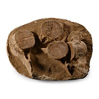 Fossil Plesiosaur Vertebrae Plate