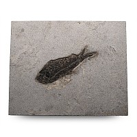 Diplomystus Fossil Fish in Matrix