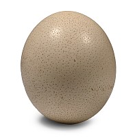 Blown Ostrich Egg for Display