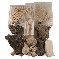 Fossil Coral Head Collection