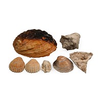 Natural Large Shell Collection