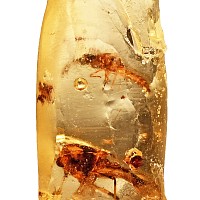 Insects in Copal