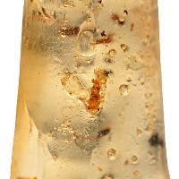 Insects in Copal