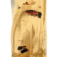 Insects in Copal