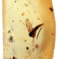 Insects in Copal