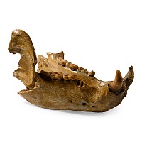 Extinct Cave Bear Lower Jaw